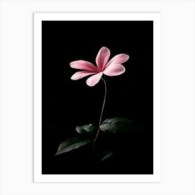 Pink Flower On Black Background 7 Art Print