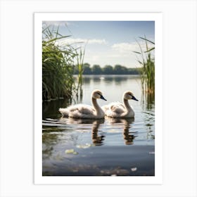 Two Cygnets Embodying Purity And Elegance Floating Serenely On A Tranquil Lake Surrounded By Lush (1) Art Print