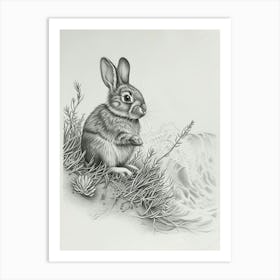 Mini Rex Rabbit Drawing 4 Art Print