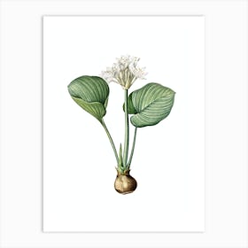 Vintage Cardwell Lily Botanical Illustration on Pure White n.0522 Art Print