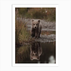 Baby Bear Reflection Art Print