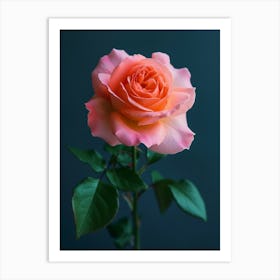 English Roses Painting Minimalist 4 Art Print