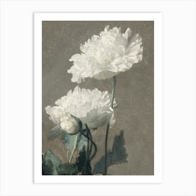 White Poppy 1 Art Print