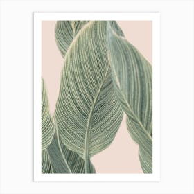 Cala Plant Art Print