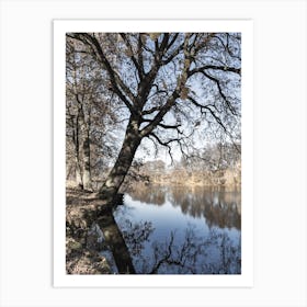 Tree Reflected In A Lake Art Print