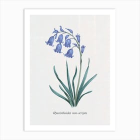 Bluebell Botanical Illustration - Hyacinthoides Non-scripta Art Print
A classic botanical illustration of the delicate bluebell (Hyacinthoides non-scripta), capturing its graceful arch and soft blue petals. Ideal for adding a touch of natural elegance to any room.
Perfect for a study, bedroom, or garden-themed space, bringing timeless beauty and serenity. Art Print