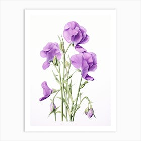 Sweet Peas Flower Vintage Botanical 0 Art Print