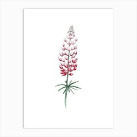 Red And Radiant Watercolor Lupine Art Art Print