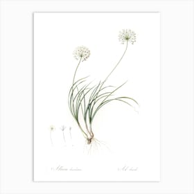 Allium Denudatum Illustration, Pierre Joseph Redoute Art Print