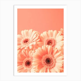 4 peach colored blooming beauties gerbera flowers in monochrome peach fuzz trend - nature and travel photography by Christa Stroo Photography Art Print