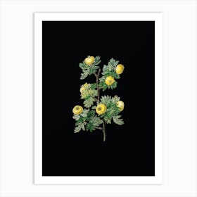 Vintage Tansy Leaved Hawthorn Flower Botanical Illustration on Solid Black n.0539 Art Print