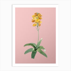Vintage Sun Star Botanical on Soft Pink n.0975 Art Print