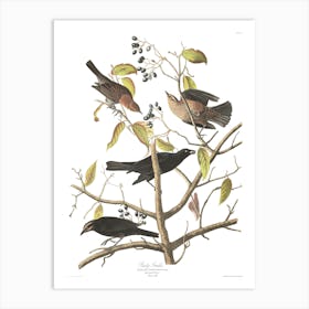 John James Audubon Rusty Grackle Art Print