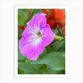 Purple Petunia Flower Art Print