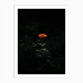 Single Flower In The Dark 22 Art Print