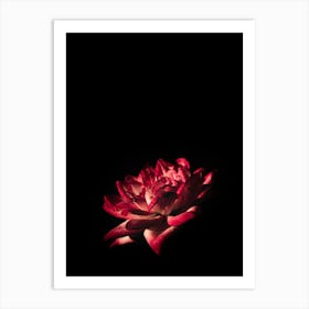 Red Rose In The Dark Art Print