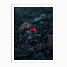 Single Red Flower 11 Art Print