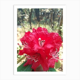 Rhododendron By Binod Dawadi Art Print