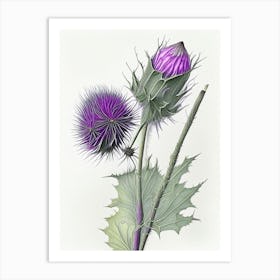 Milk Thistle Herb Pencil Colour Art Print