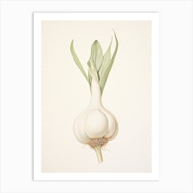 Garlic Vintage Botanical Herbs 2 Art Print