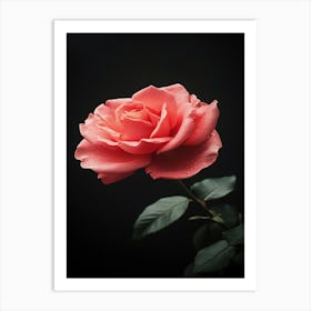 Pink Rose On Black Background 42 Art Print