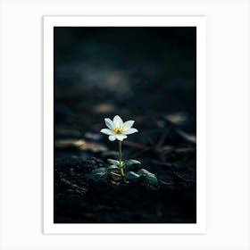 White Flower In The Dark 17 Art Print