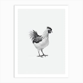 Chicken B&W Pencil Drawing 6 Bird Art Print