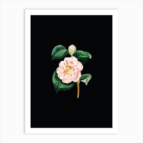 Vintage Gray's Invincible Camellia Flower Botanical Illustration on Solid Black n.0138 Art Print