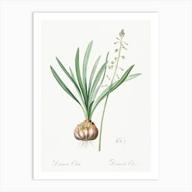 Satin Squill Illustration From Les Liliacées (1805), Pierre Joseph Redoute Art Print