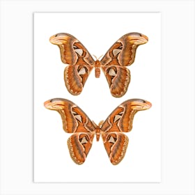 Two Butterflies And Moths Art Print