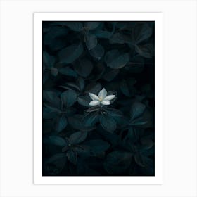 White Flower In The Dark 42 Art Print