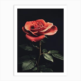 Red Rose 28 Art Print