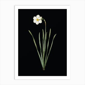 Vintage Narcissus Poeticus Botanical Illustration on Solid Black n.0860 Art Print