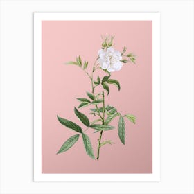 Vintage White Rose of York Botanical on Soft Pink n.0025 Art Print