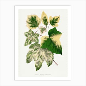 Vintage Botanical Art Print _2643236 Art Print