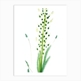 Horsetail Wildflower Watercolour Art Print