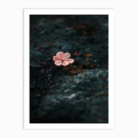 Flower On A Rock 4 Art Print