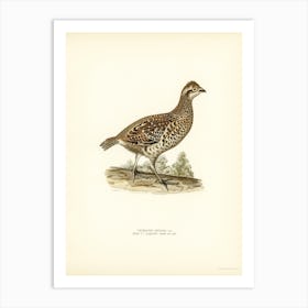 Hazel Grouse, The Von Wright Brothers 1 Art Print