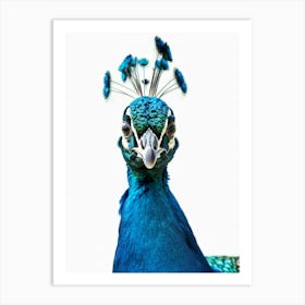 Peacock 15 Art Print