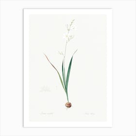 Corn Lily Illustration From Les Liliacées (1805), Pierre Joseph Redoute 1 Art Print