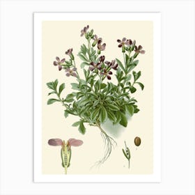 Saxifraga Art Print