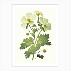 Feverfew Herb Vintage Botanical Art Print