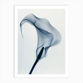 Calla Lily 1 Art Print