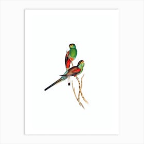 Vintage Beautiful Parakeet Bird Illustration on Pure White Art Print