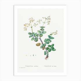 Crassula Cordata, Pierre Joseph Redoute Art Print