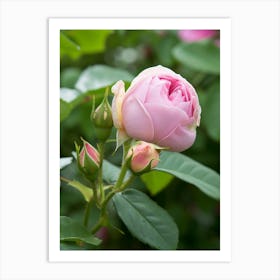 English Roses Painting Rosebud 1 Art Print