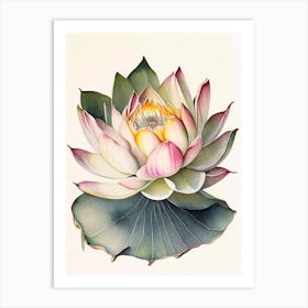 Giant Lotus Watercolour Ink Pencil 2 Art Print