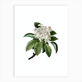 Vintage Shipova Botanical Illustration on Pure White n.0006 Art Print