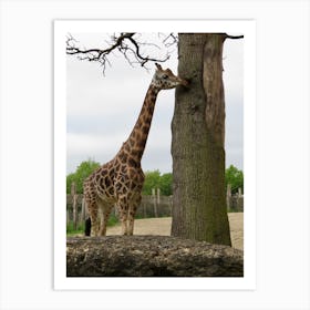 Giraffe next to a tree Art Print