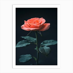 Single Rose 6 Art Print